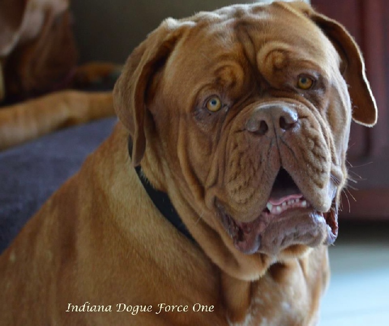 Indiana Dogue Force One