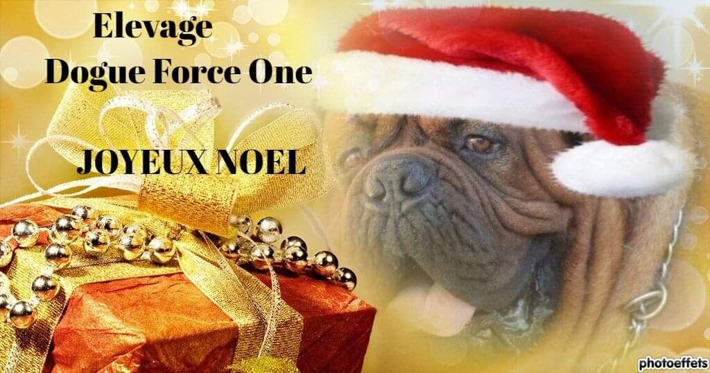 Dogue Force One - Joyeux Noël 