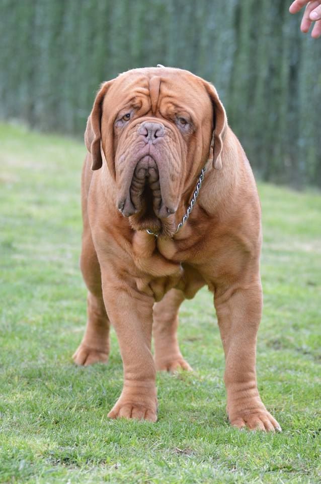 Nash Dogue Force One