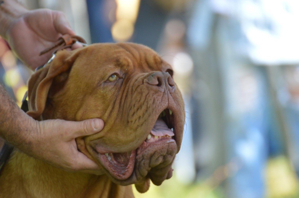 Nash Dogue Force One