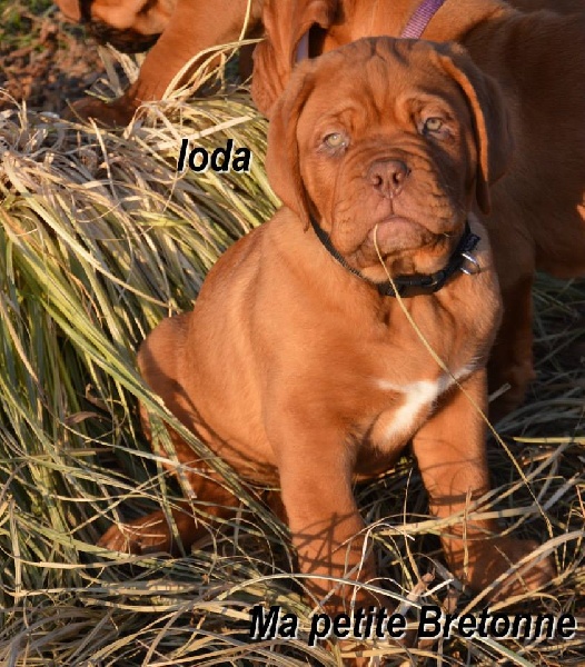 Ioda Dogue Force One