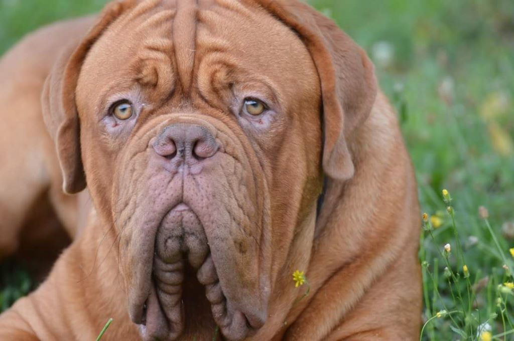 Nash Dogue Force One