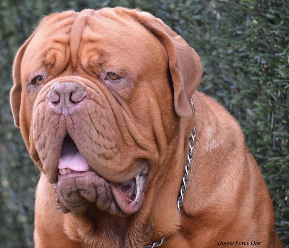 Nash Dogue Force One