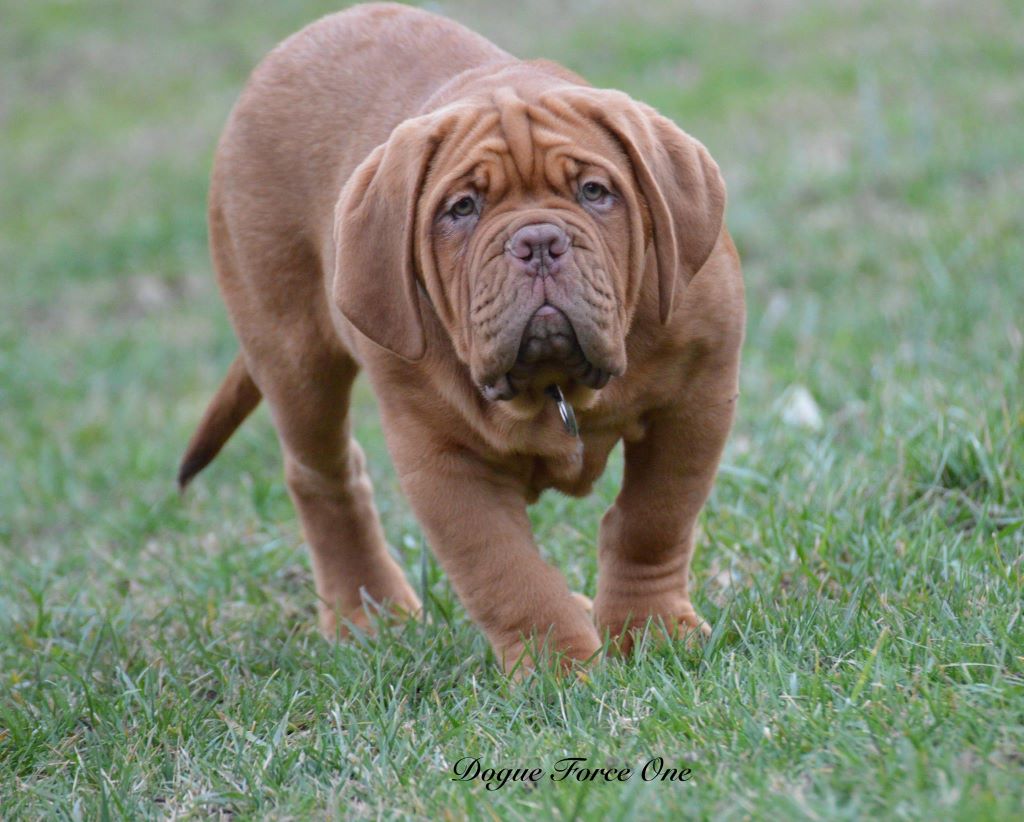 Nash Dogue Force One