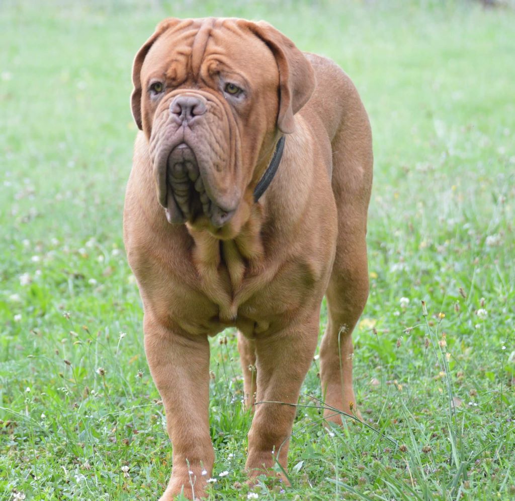 Nash Dogue Force One