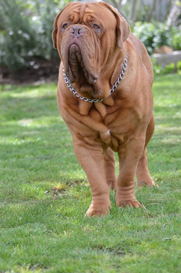 Nash Dogue Force One