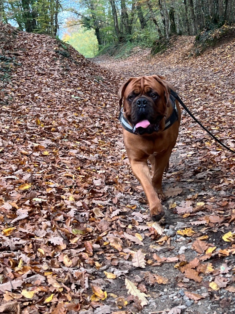 Vlaad du Val de Médicis